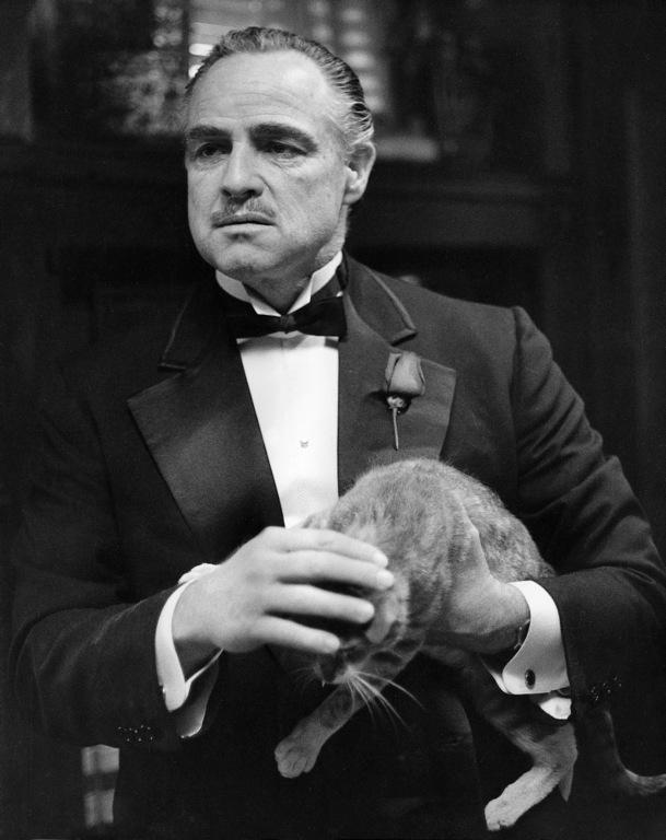 世界上有哪些喜欢猫的名人? - thegyrfalcon 的回