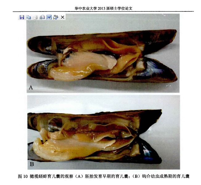 食用河蚌新品种—橄榄蛏蚌[j 科学养鱼,2003,06:14.