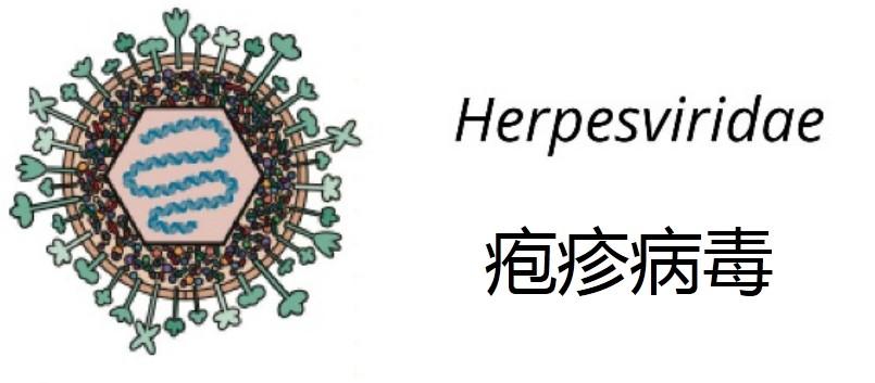一生的陪伴——单纯疱疹病毒