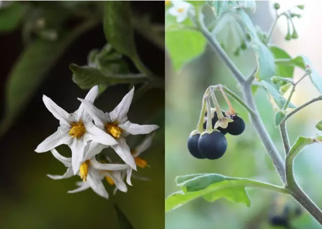 马丁老爷用植物杀了几个人?| 《冰与火之歌》毒药全解析