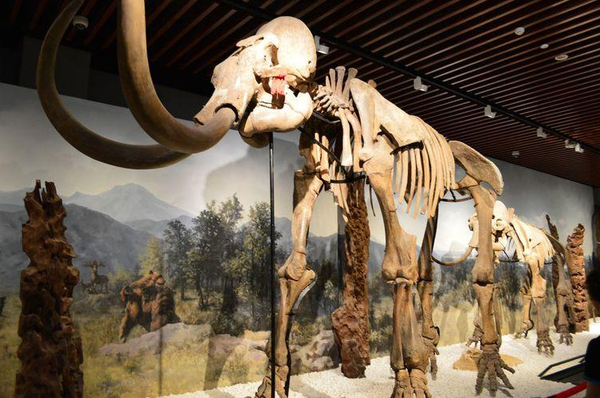 二是冰冻,比如1901年发现的猛犸象化石,不仅骨骼完整,而且皮,毛,肉,血