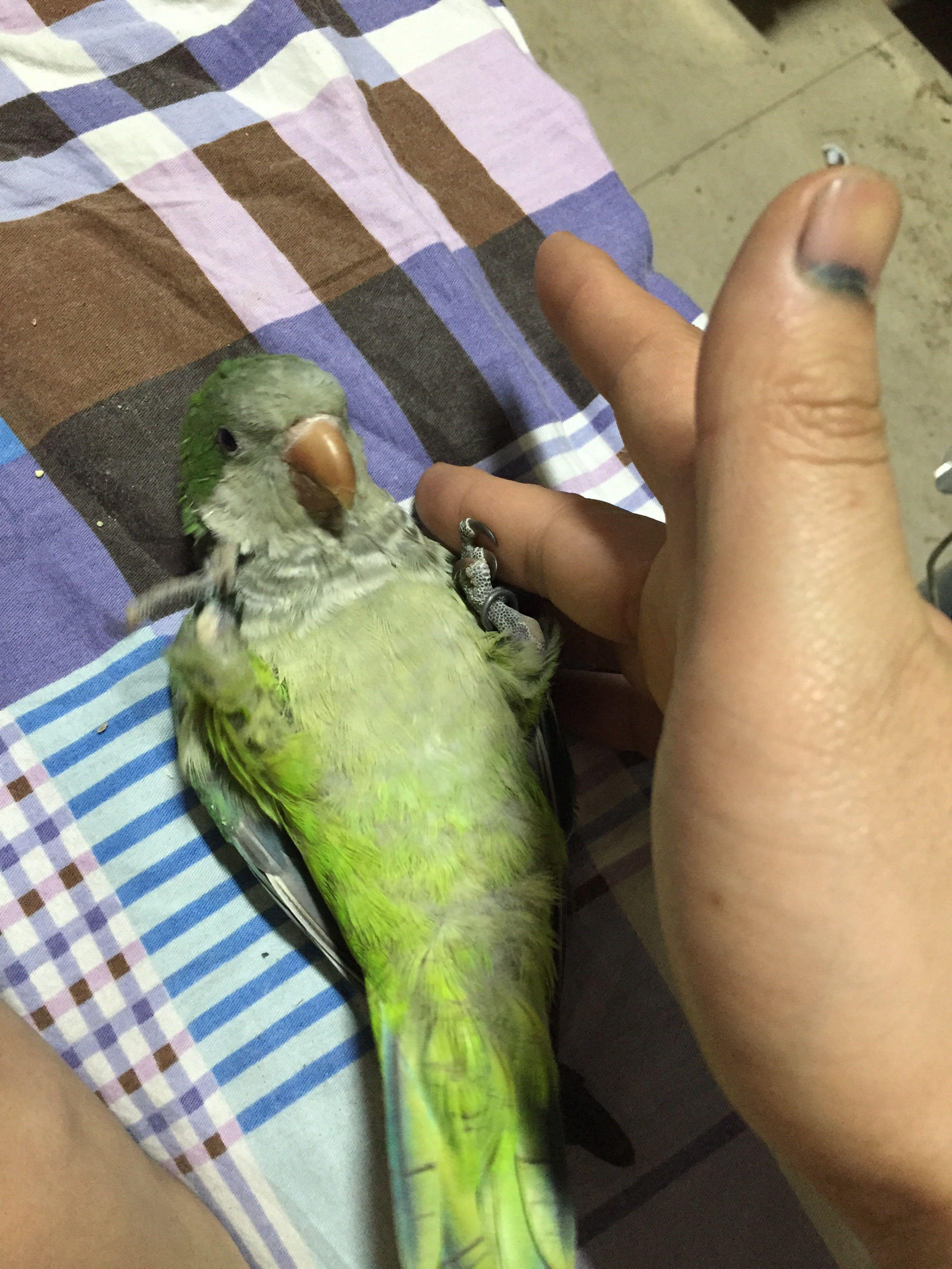 虎皮鹦鹉叫声含义?