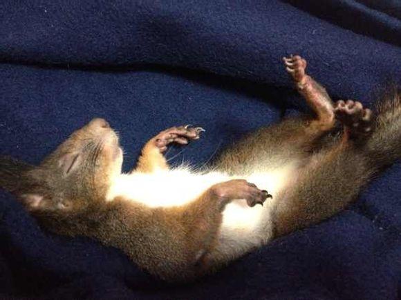 如何徒手抓松鼠? - 周尼玛的回答