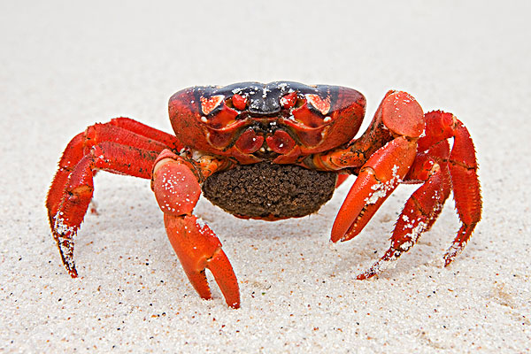 抱卵的圣诞岛红蟹.