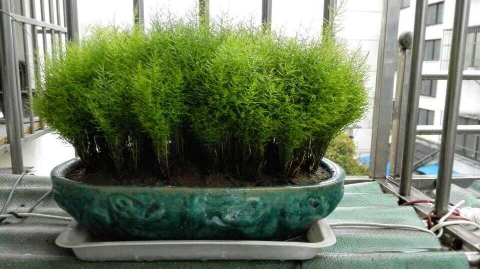 分享 赞同1 反对 收起 知乎用户赞同 百合科的非洲天门冬(asparagus
