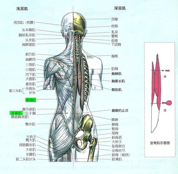 先看一下下图,了解一下背部的肌肉分布.