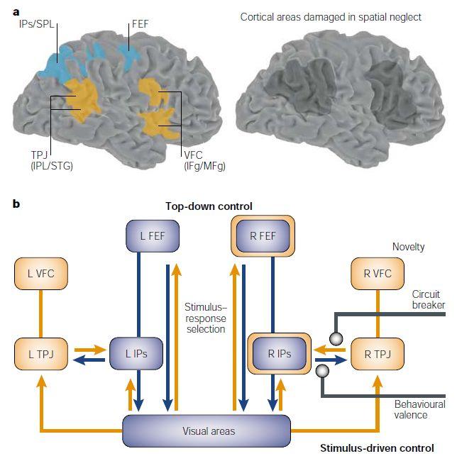 眼动区 frontal eye field,fef 和顶上小叶 superior parietal lobule