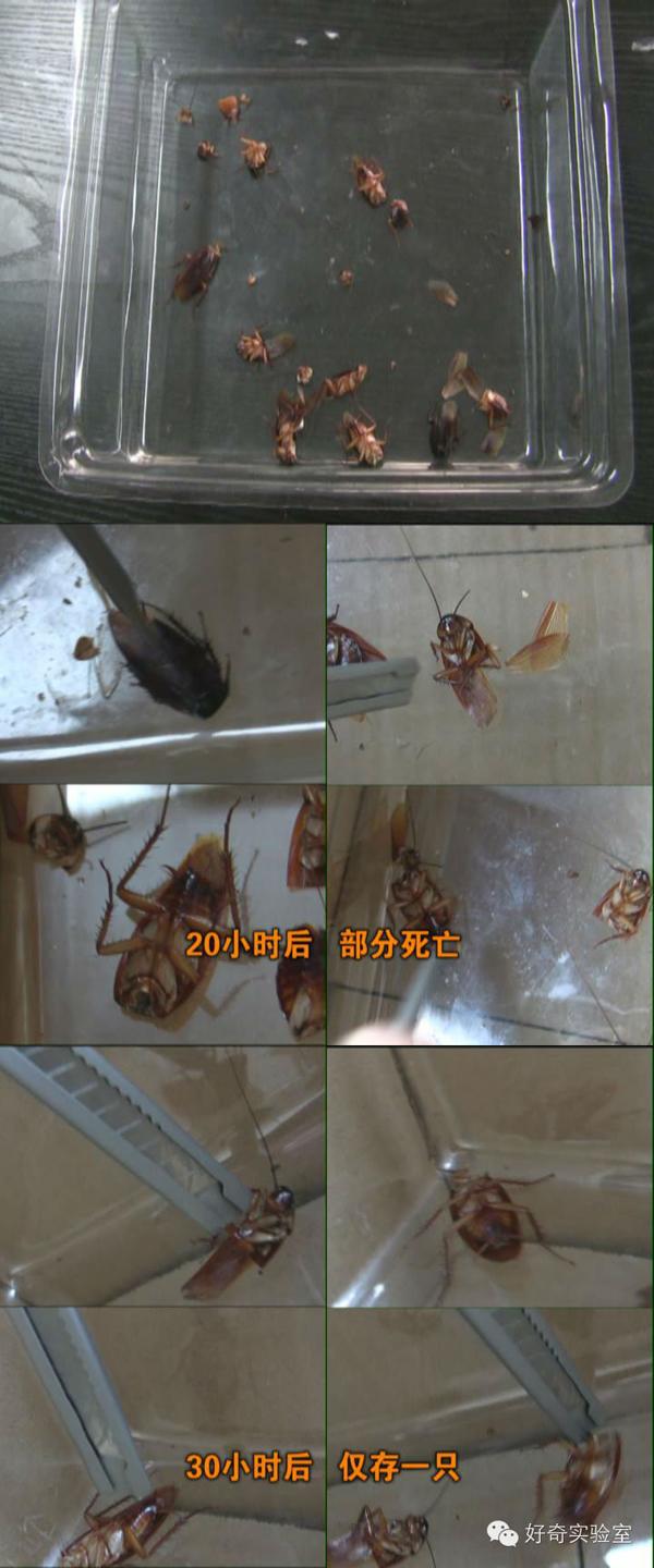 蟑螂为什么会进化出「没有头的身体也可以活 90 天」的能力?