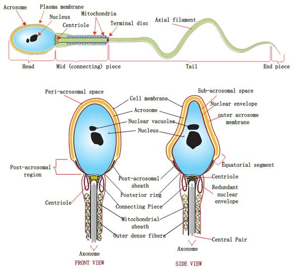 精子里没有细胞器,那么它运动的动力是哪里来的?