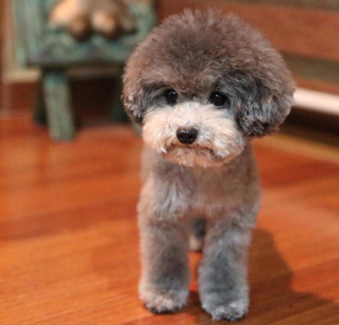 第一课 贵宾犬