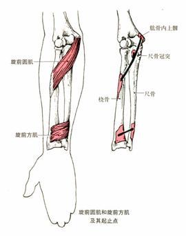 肱桡关节 zhuanlan.zhihu.com