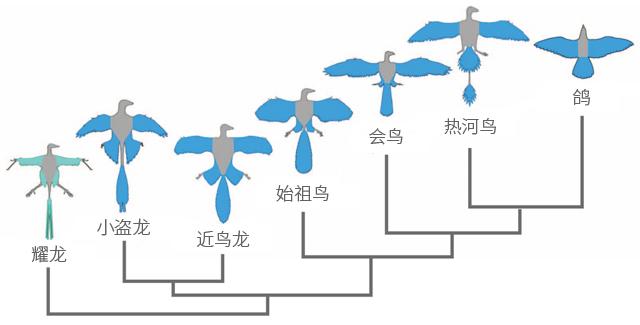 恐龙是怎么演化为鸟类的?