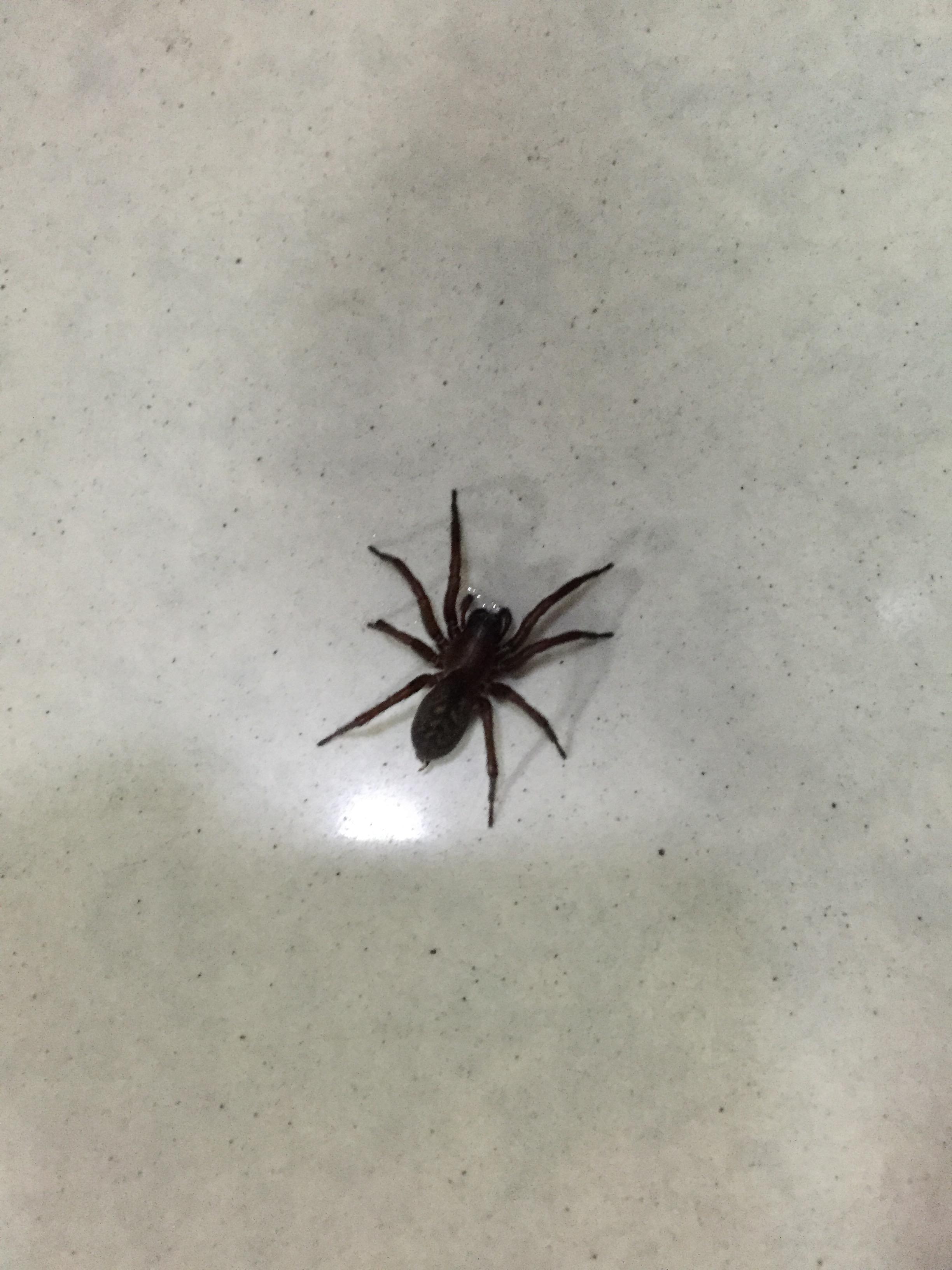这是什么蜘蛛?有毒吗?