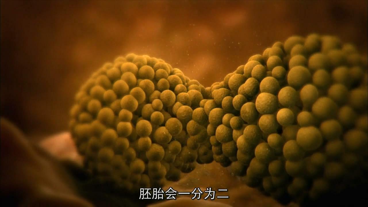 但是事实上在刚开始卵裂的前六天,分裂失败的概率高达70%