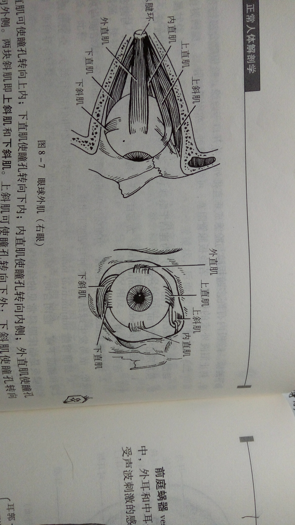 为什么上斜肌使眼球向下外方向,下斜肌使眼球向上外运动?