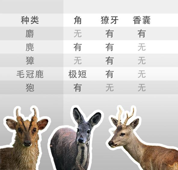 如何区分獐狍麂麝等各种鹿科动物