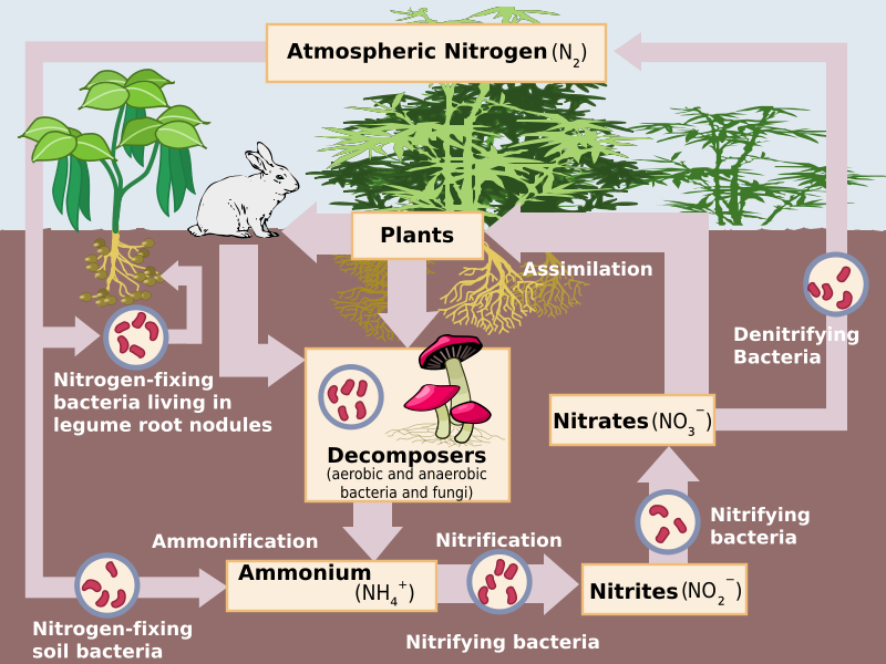 部分无机氮被植物或者微生物吸收,再次进入土壤氮循环.