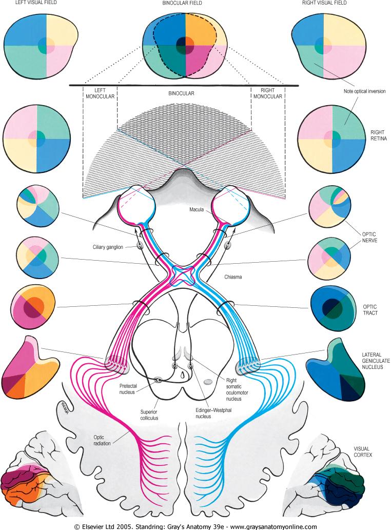 视网膜不同部位的神经纤维在视交叉中的位置(三维位置),有人能给出