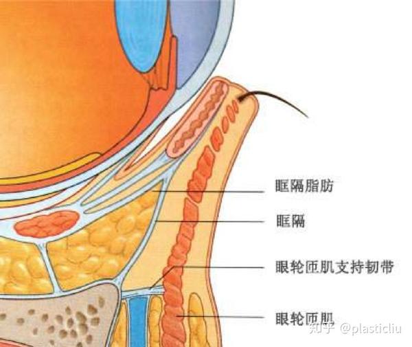 下睑解剖示意图