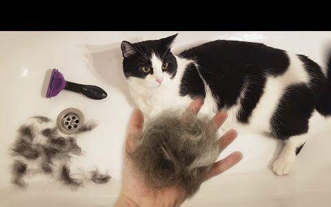 一,猫咪季节掉毛