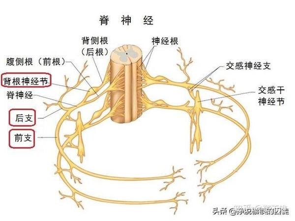 5,建木刺榆似的枝干可能是由脊神经根生成的.