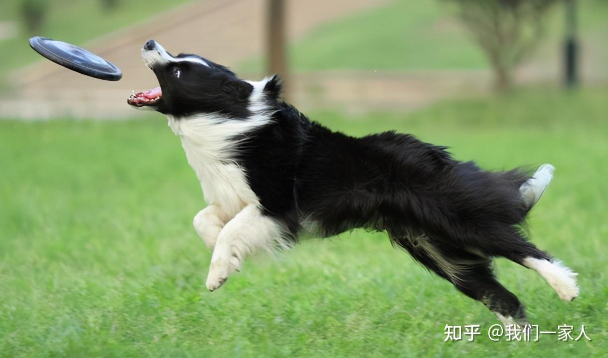 边牧 