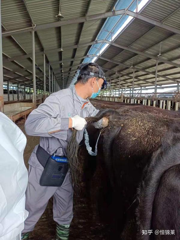 公母鉴定,黄体卵泡发育等方面都可以准却的检测出来,在后续奶牛管理中