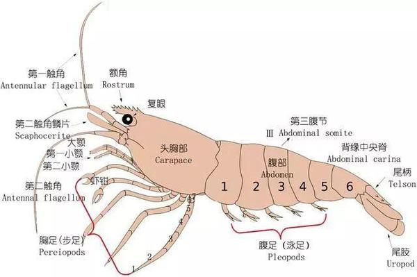 对虾,罗氏虾,北极甜虾……科普40种好吃的虾!