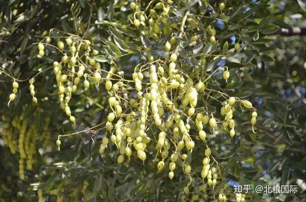 槐花正香月色正明