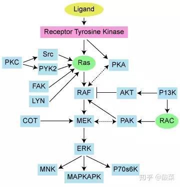 经典信号通路总结——mapk信号通路