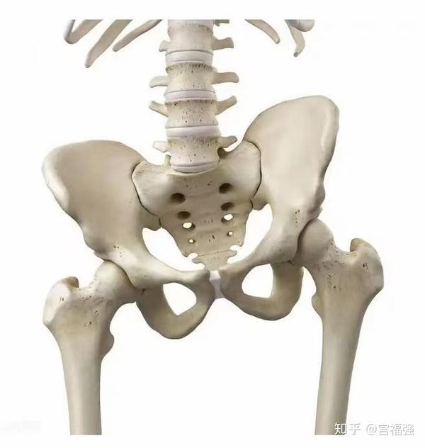 股骨头坏死原来和人体平衡有关.
