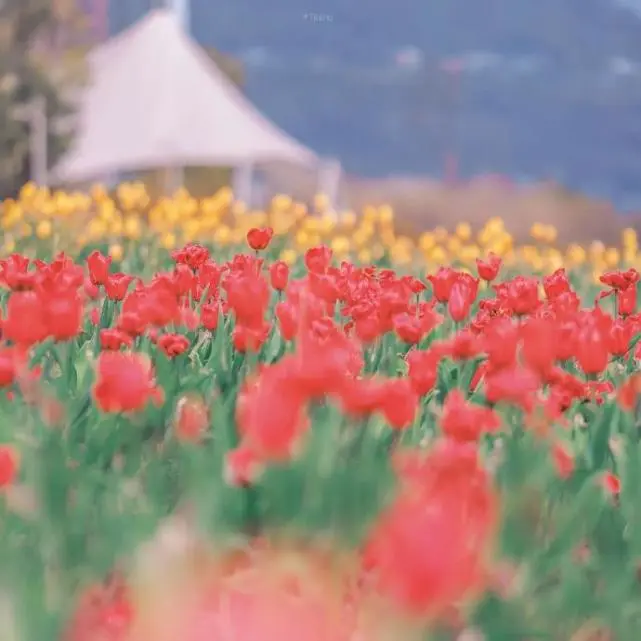 村上春树语录且听风吟静待花开