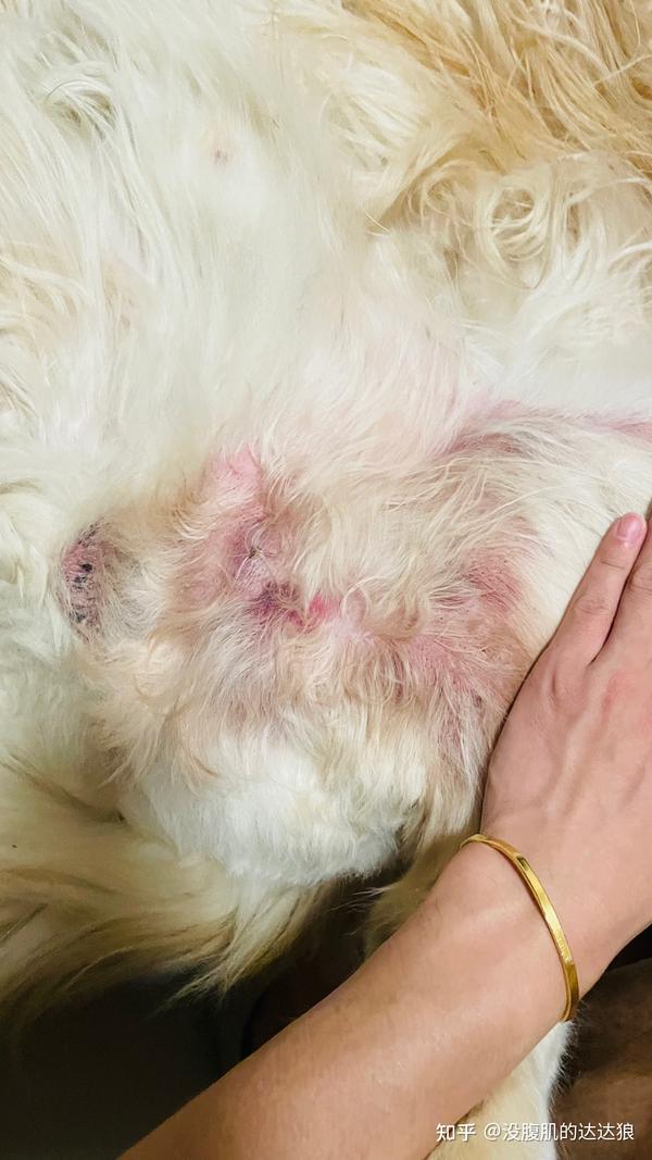 金毛狗狗犬得了肥大细胞瘤