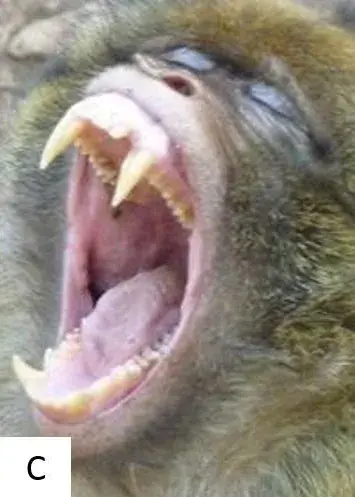 你看那猴子笑那么开心它真的高兴吗