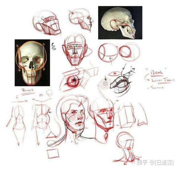 这些理解透彻不信你画不好 人体头部体块分析 体块理解太重要
