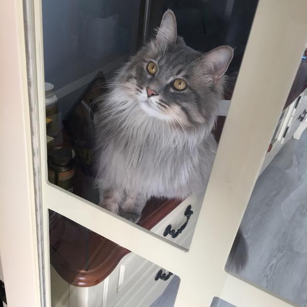 养一只灰色土猫(不是狸花猫)是一种什么样的体验?