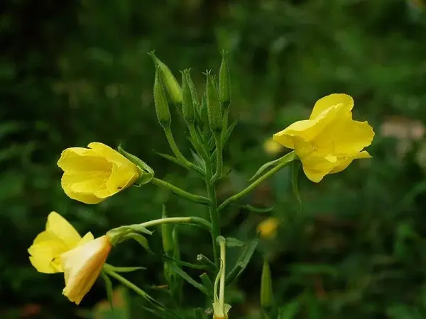 春天开黄色花的草本植物