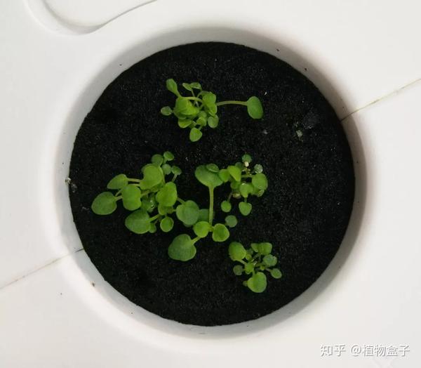 种植科西嘉薄荷的诀窍全靠植物恋人