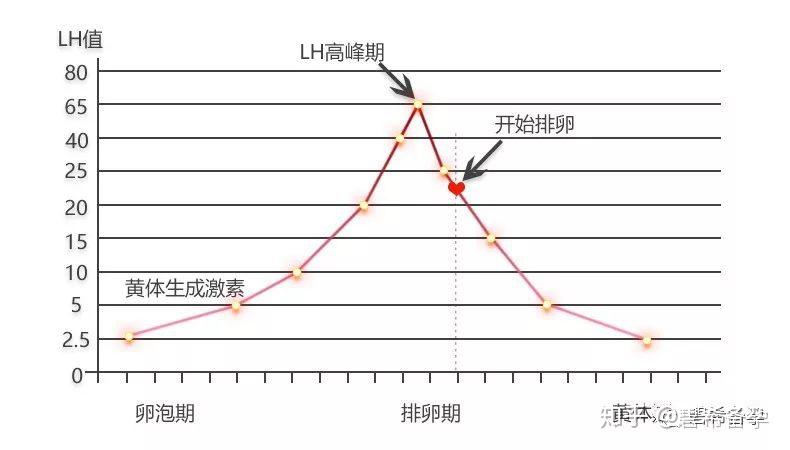 如上图所示, 正常生理周期中lh激素水平呈周期化的变化,在临近排卵日