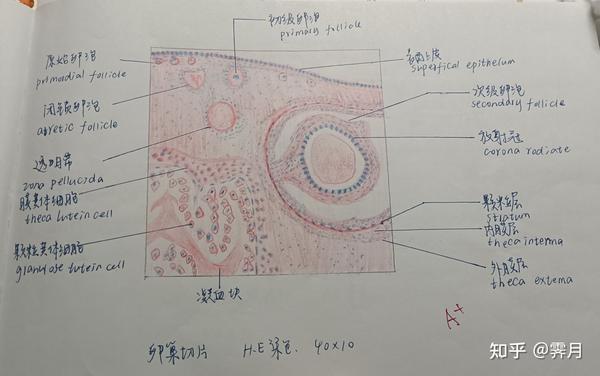 组胚红蓝铅笔绘图组织结构