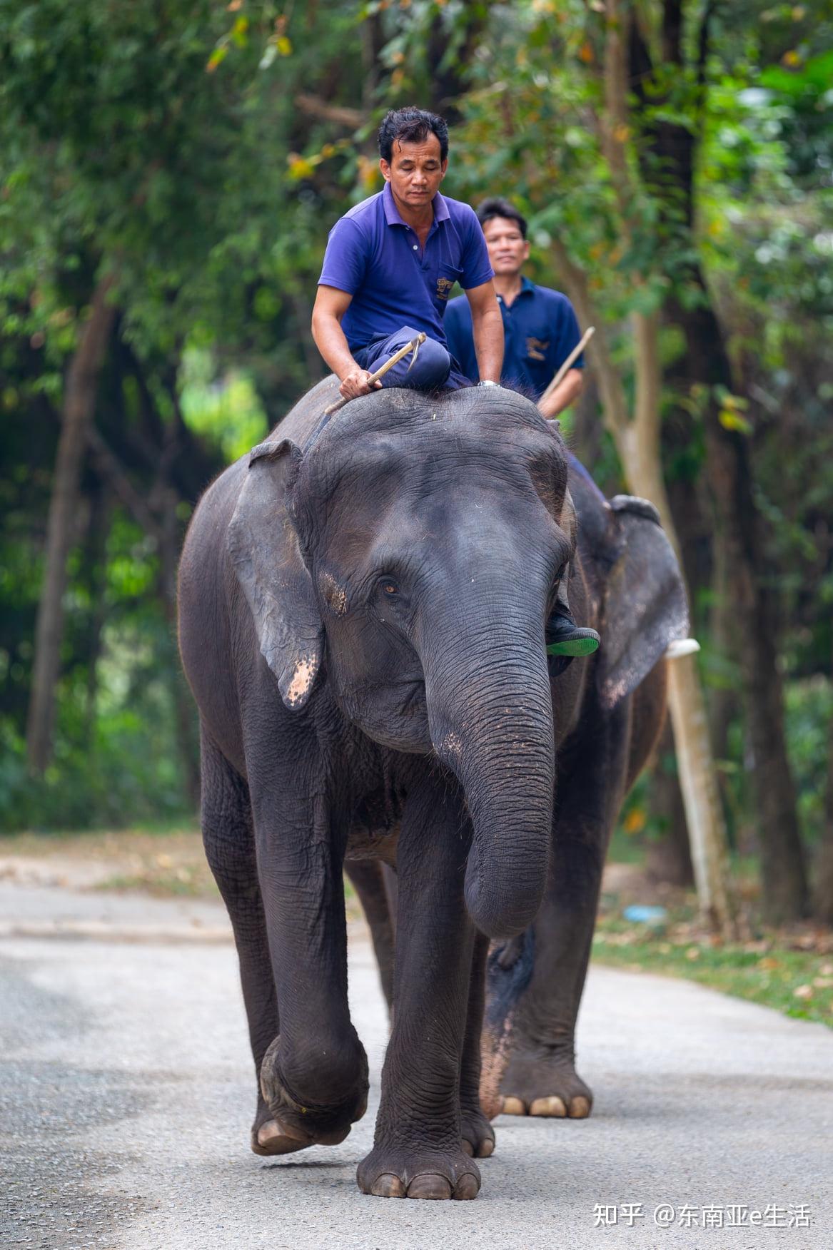 泰国旅游业遭遇重创春武里动物要出售大象