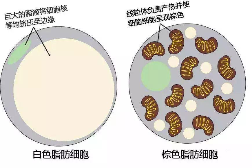 不同类型的白色脂肪可能在代谢疾病中扮演不同的角色