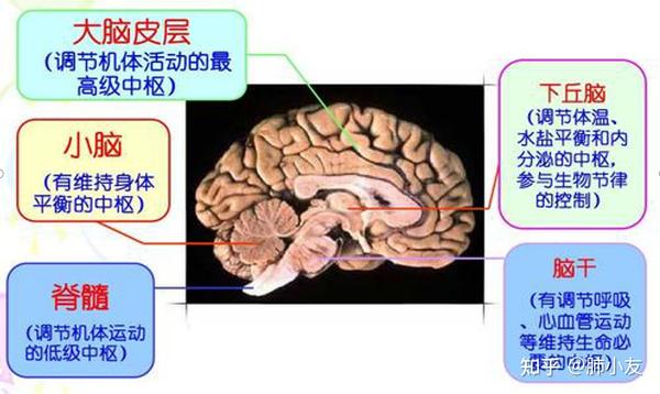 大脑解剖结构及功能是什么样的呢?