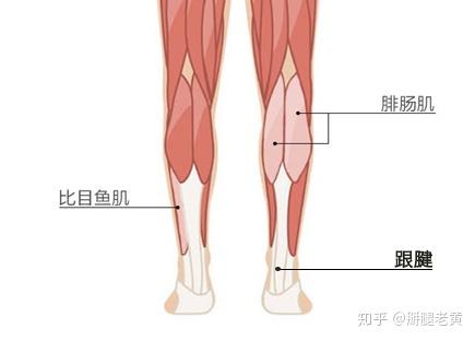 一,跟腱在什么位置 跟腱又名阿基里斯腱,是腓肠肌和比目鱼肌的肌腹