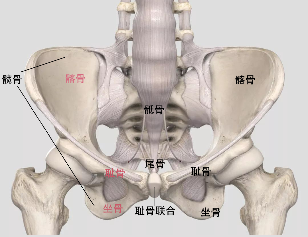 相信不少宝妈都都做过骨盆修复,通过按摩挤压的方式,一次修复后