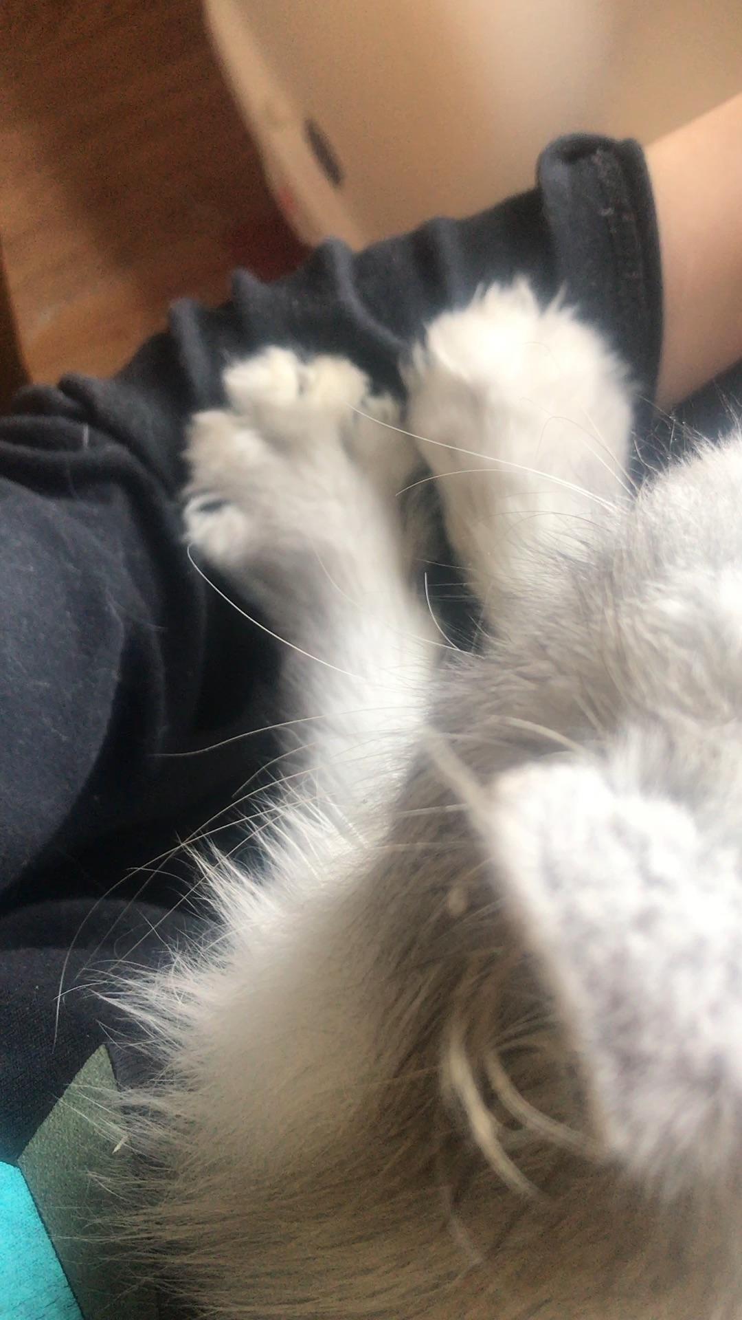 被猫踩奶是一种什么样的体验?
