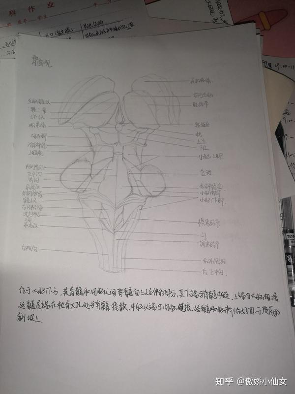 系解手绘图 知乎