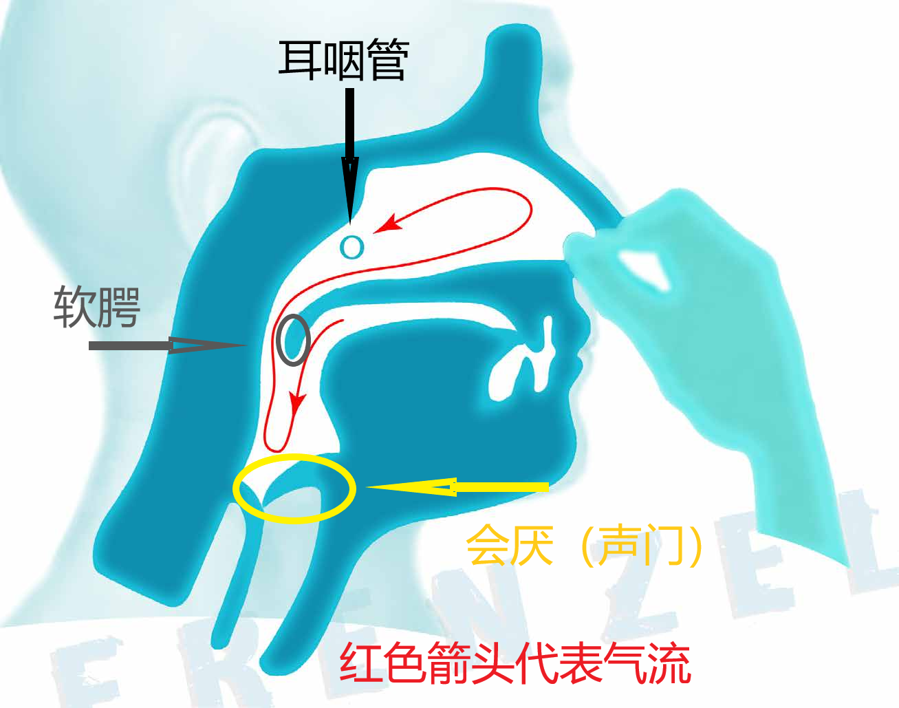 1,耳咽管位置  阀式原理:通过腹部发力将肺部的空气挤入鼻腔进入