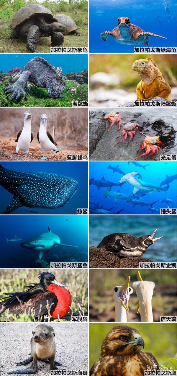 为什么说加拉帕戈斯群岛是达尔文与上帝分手的地方?