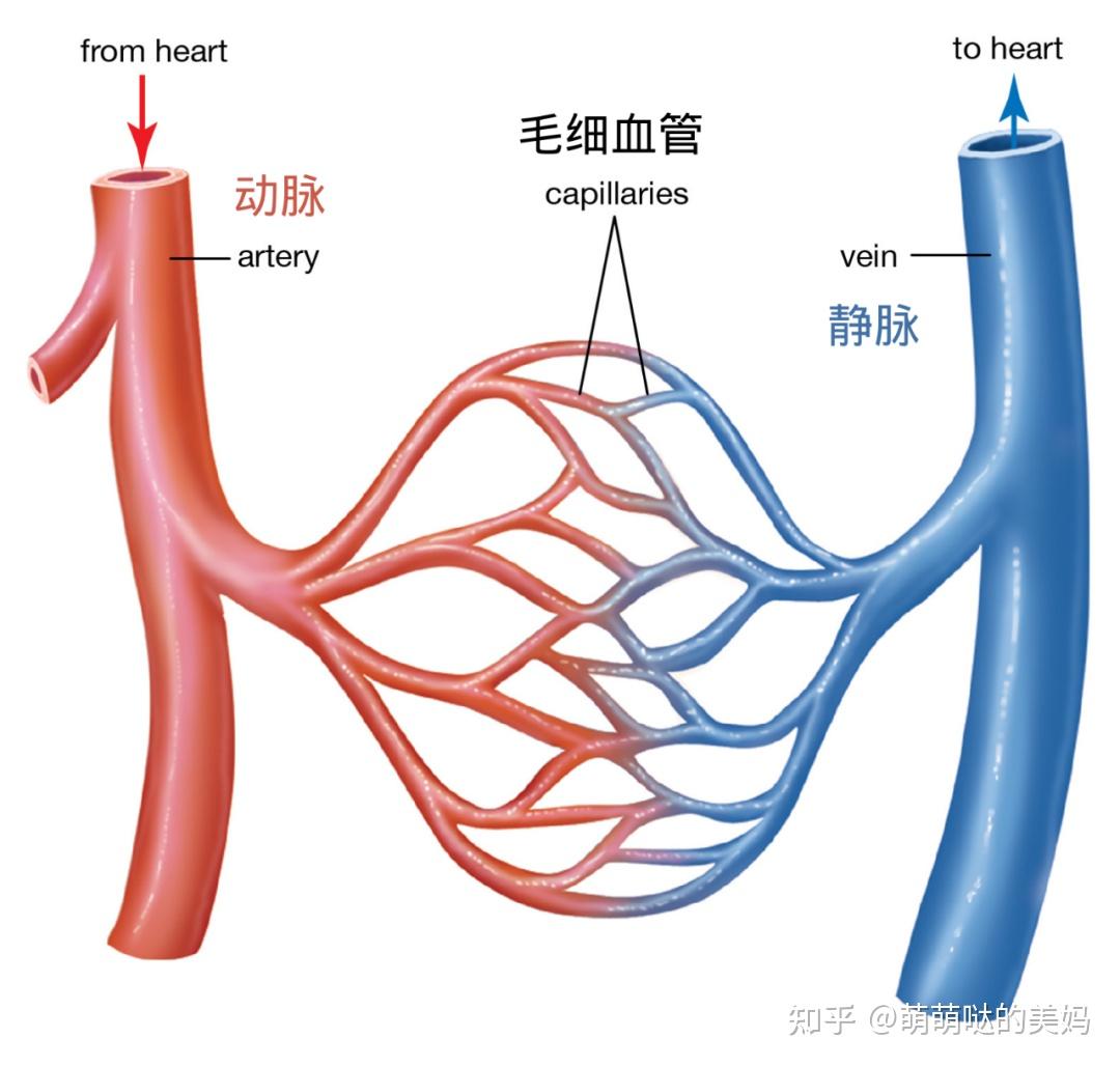 动脉的主要作用是将含有氧气的血液从心脏输送到全身血管,静脉则是将